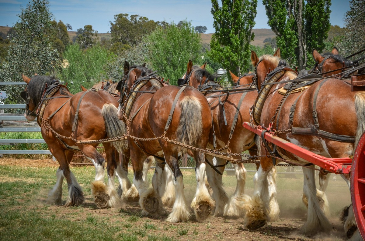 mansfield-show-2015_15615563650_o