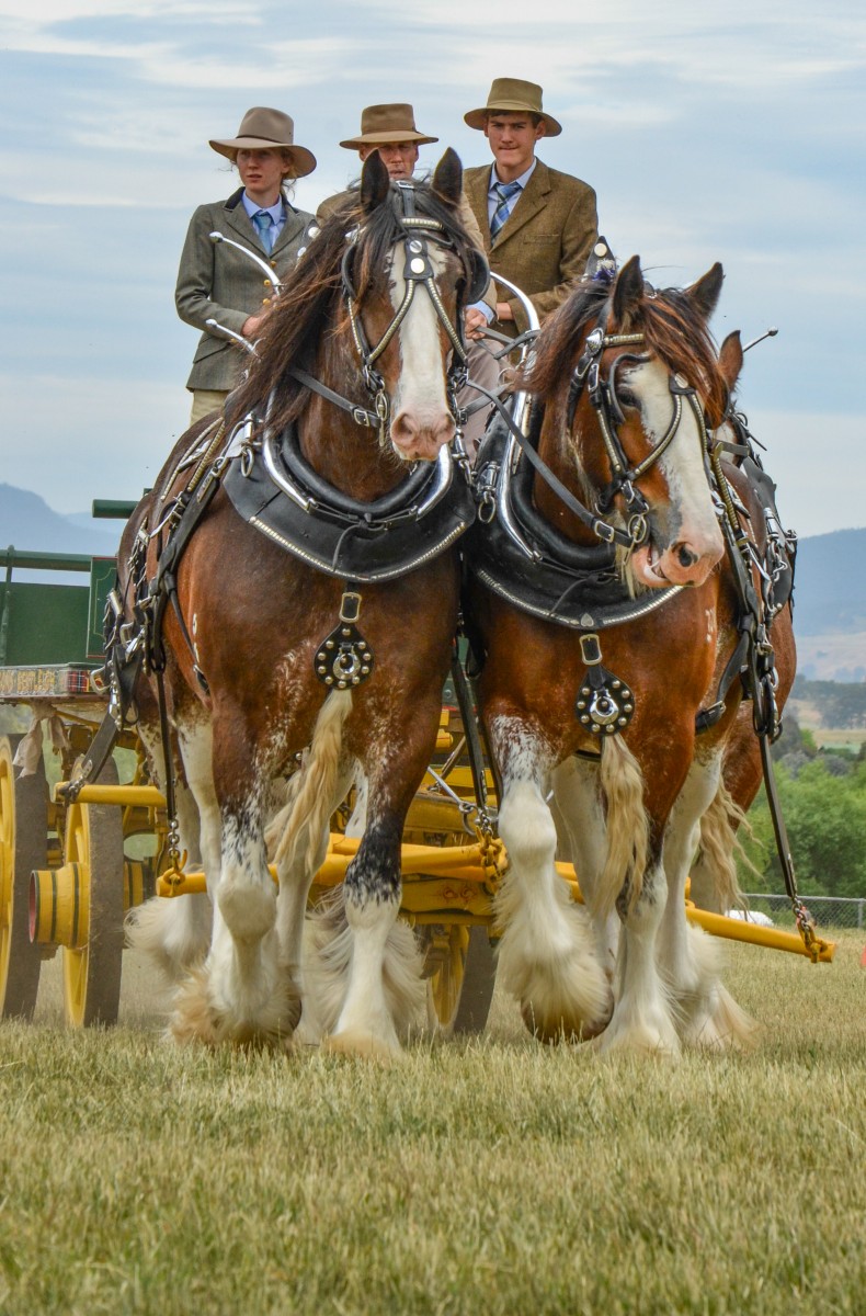 mansfield-show-2015_15615579270_o