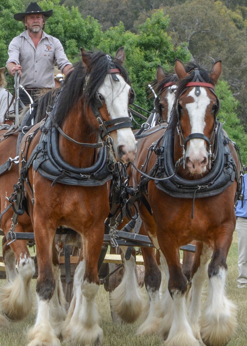 mansfield-show-2015_15615593120_o