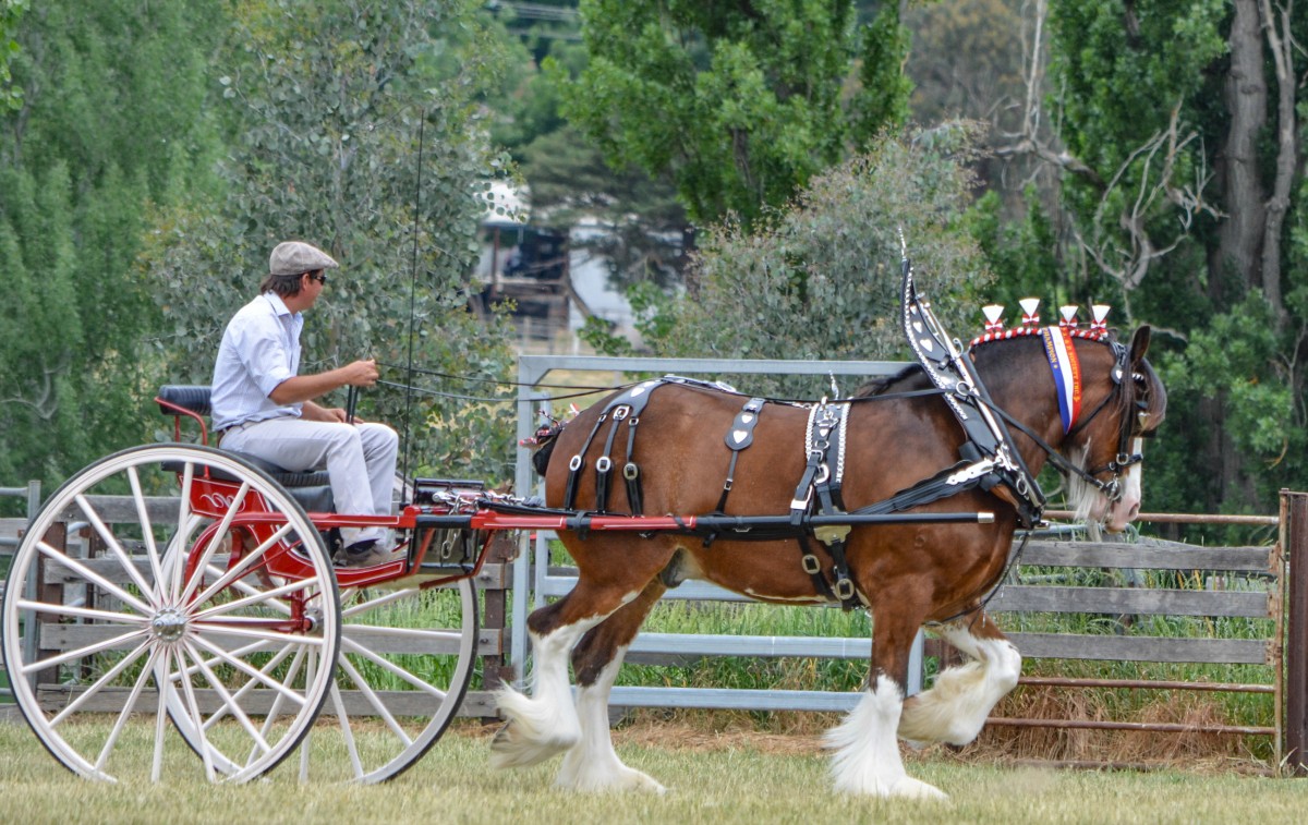 mansfield-show-2015_15615614010_o