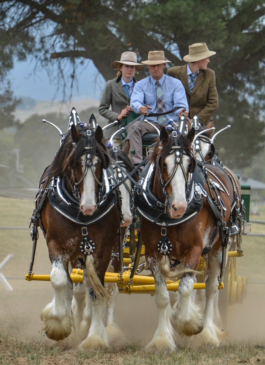 mansfield-show-2015_15615646800_o