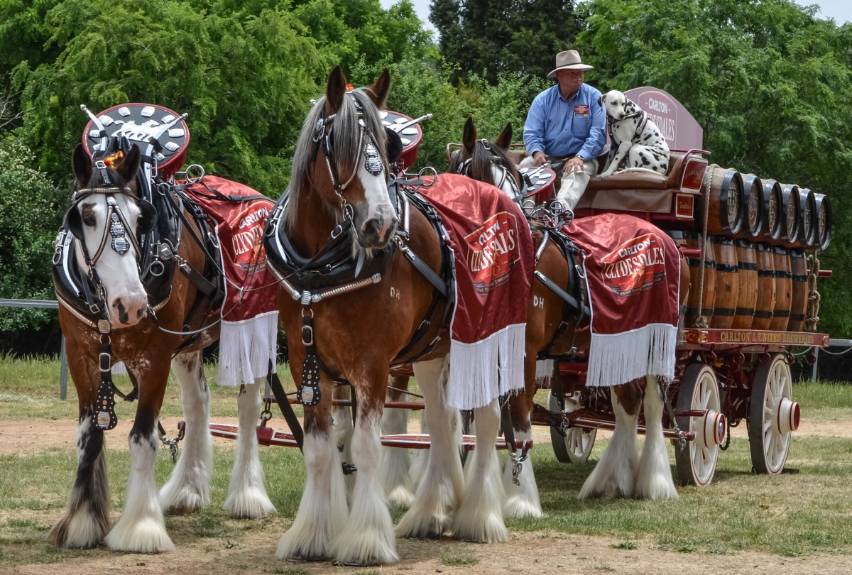 mansfield-show-2015_15776745506_o
