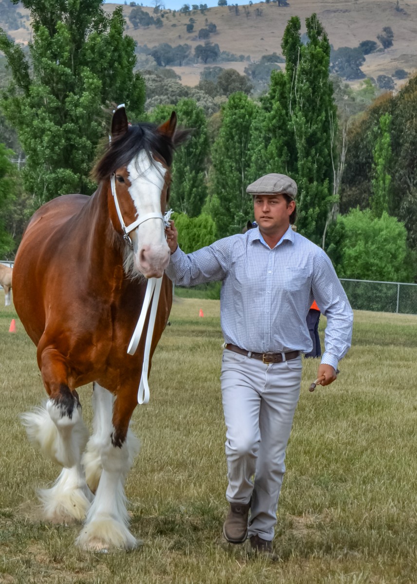 mansfield-show-2015_15800364885_o