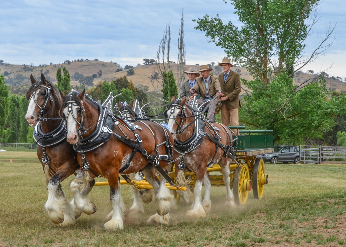 mansfield-show-2015_15800422815_o