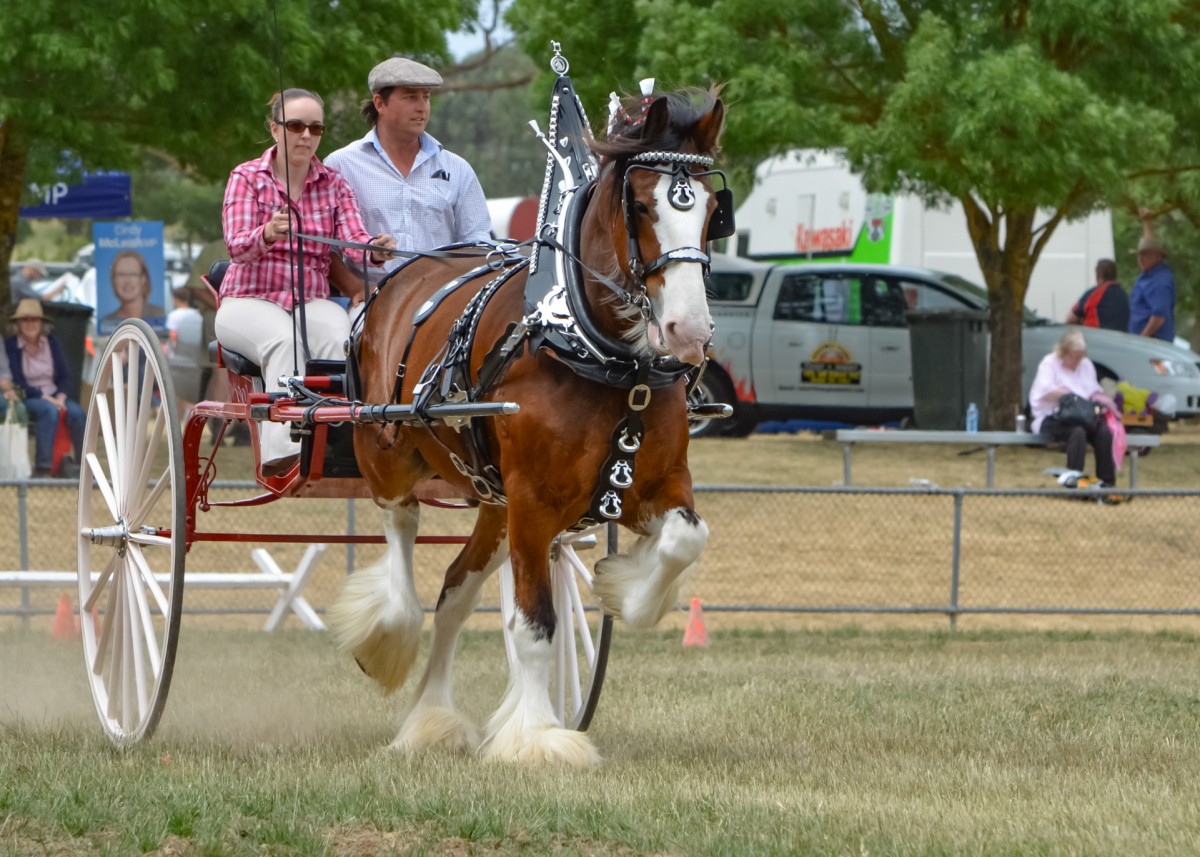 mansfield-show-2015_15802060532_o
