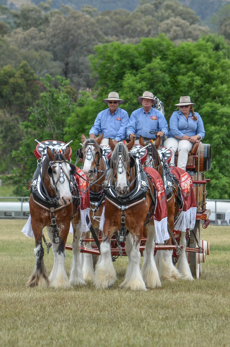 mansfield-show-2015_15801994152_o