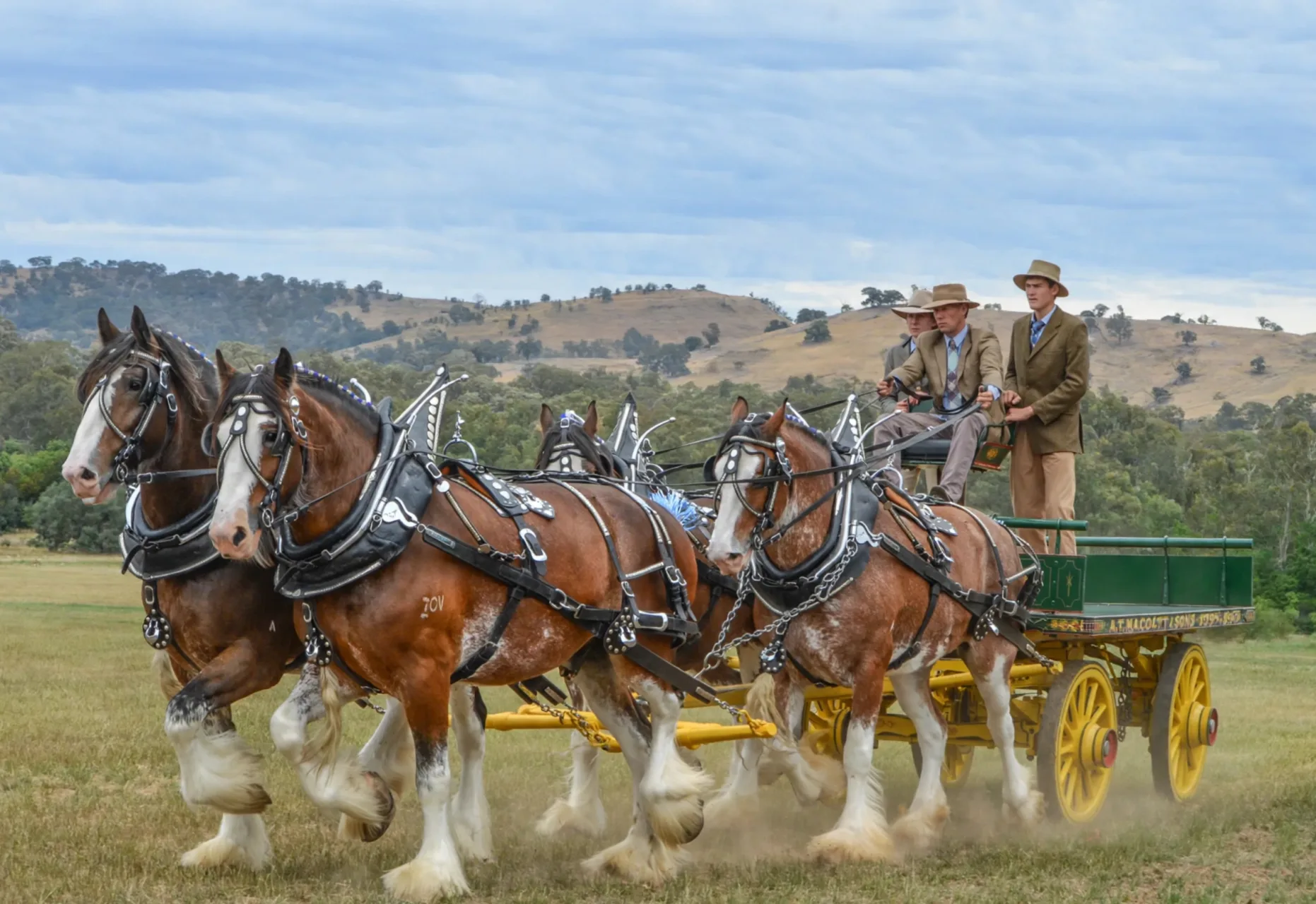 Clydesdale team in harness from the Victorian Branch image archive