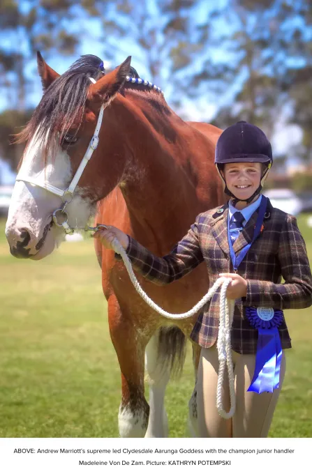 National Clydesdale &Heavy Horse Festival 