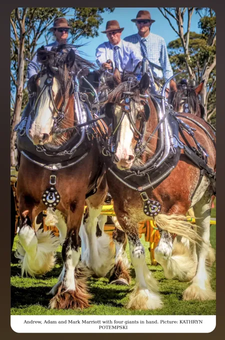National Clydesdale &Heavy Horse Festival 