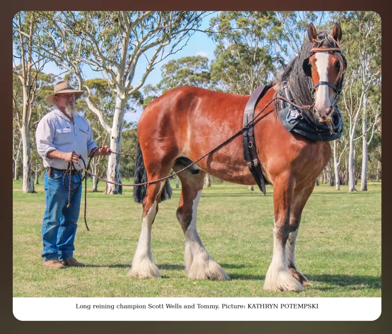 National Clydesdale &Heavy Horse Festival 