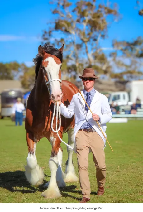 National Clydesdale &Heavy Horse Festival 