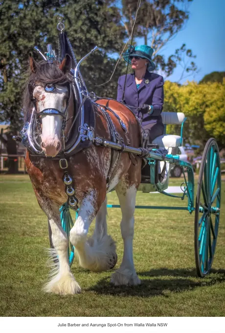 National Clydesdale &Heavy Horse Festival 