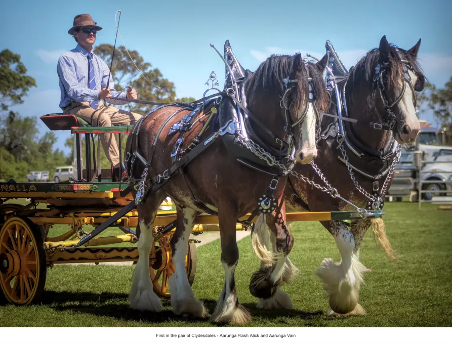National Clydesdale &Heavy Horse Festival 