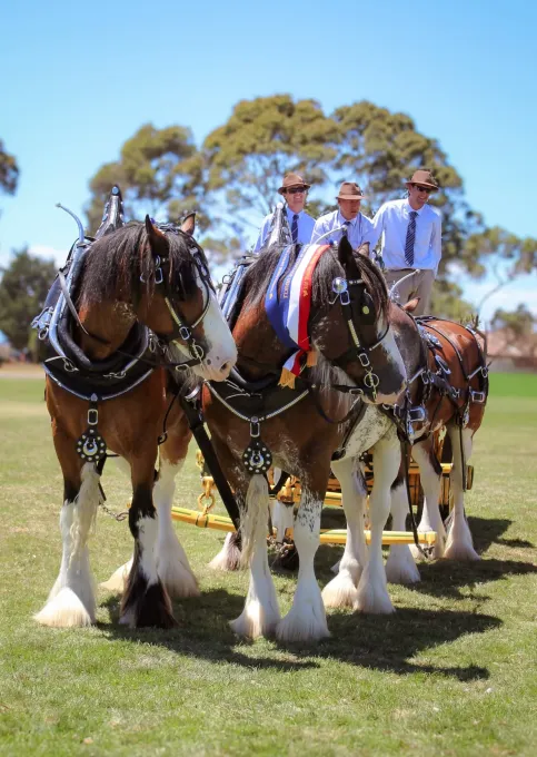 National Clydesdale &Heavy Horse Festival 