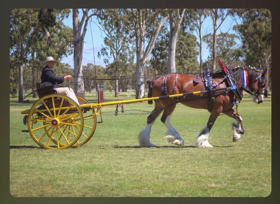 National Clydesdale &Heavy Horse Festival 