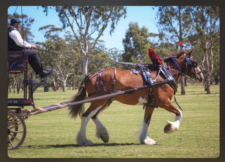 National Clydesdale &Heavy Horse Festival 