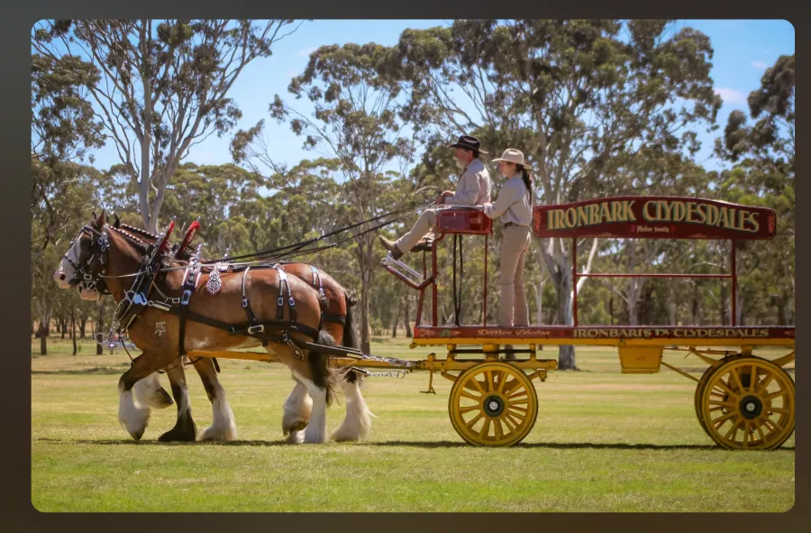 National Clydesdale &Heavy Horse Festival 