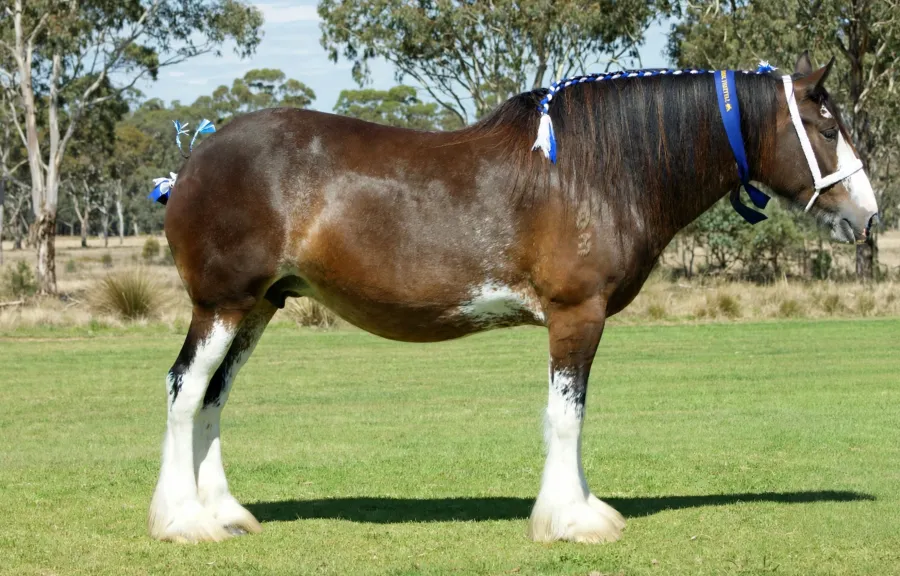 National Clydesdale &Heavy Horse Festival 