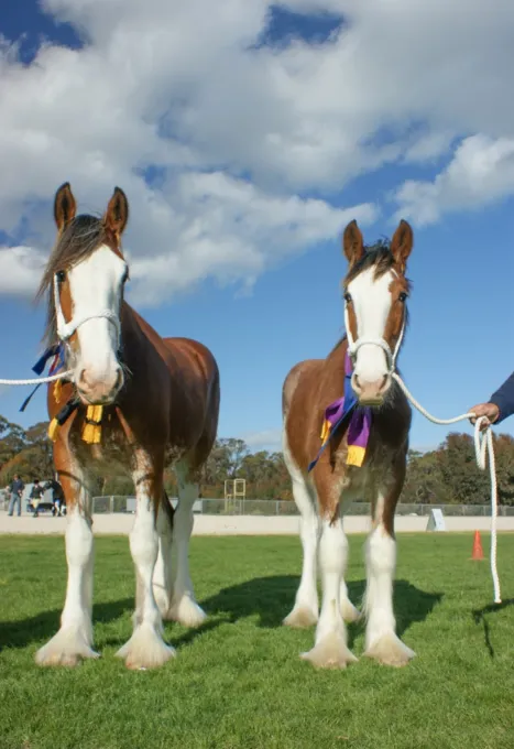 St. Arnaud Agricultural Show