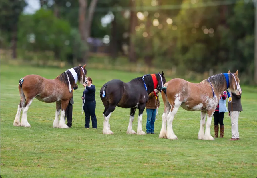 St. Arnaud Agricultural Show