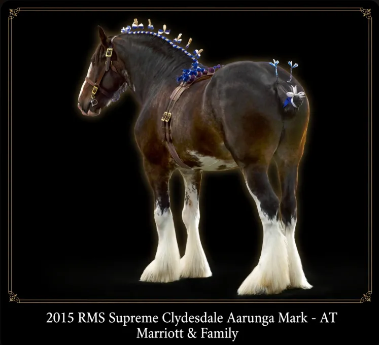 Marriott family's draught horse dynasty keeps Clydesdale tradition alive