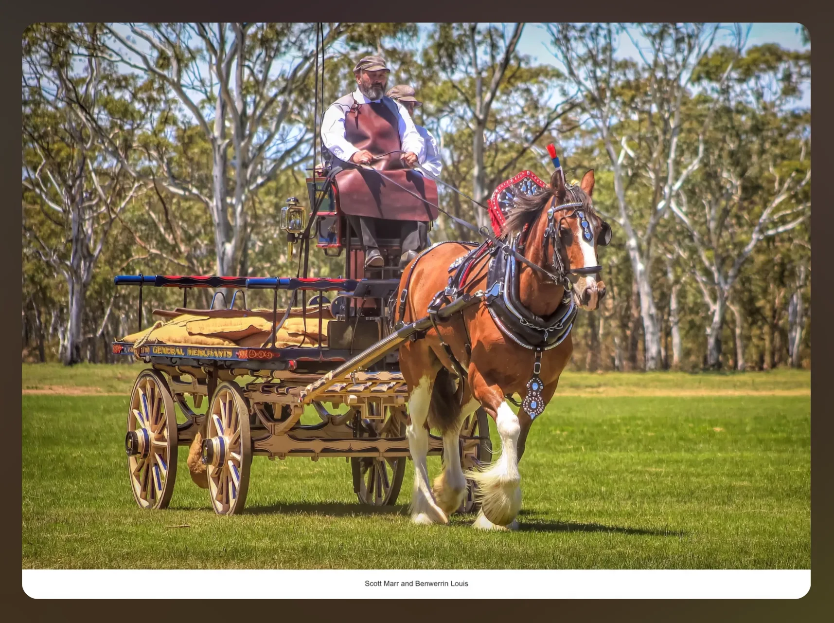 International judges assess heavy horse breeds at annual festival