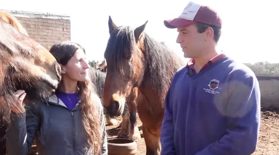  Riding the Australian Draught Horse at Marlie Draught Horse Stud