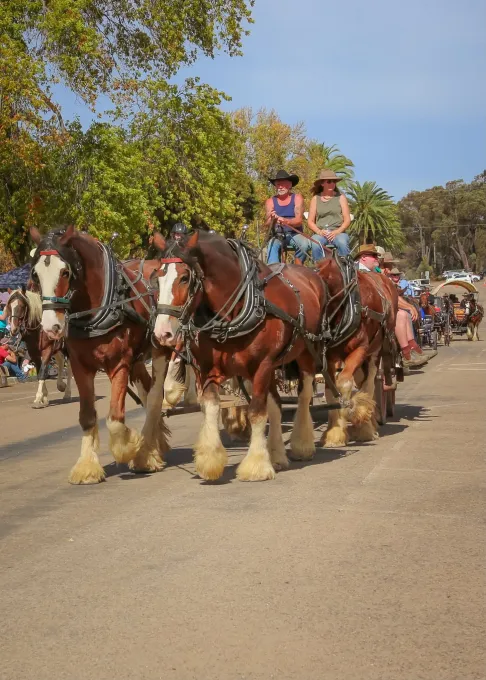 Moora Muster 2025