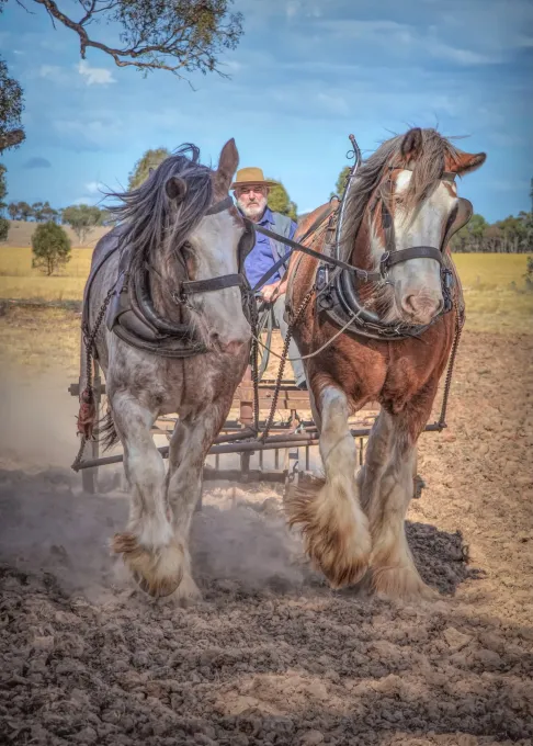 Moora Muster 2025