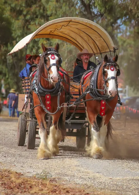 Moora Muster 2025