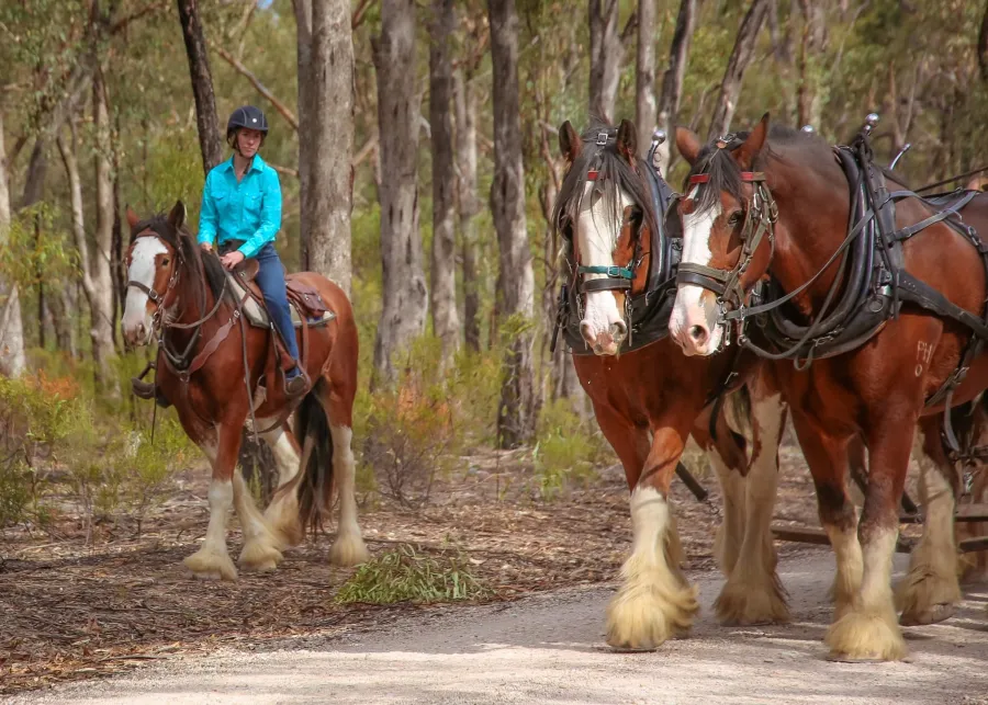 Moora Muster 2025
