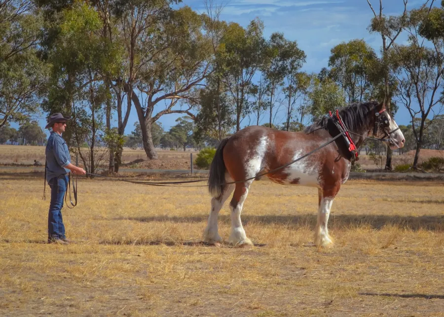 Moora Muster 2025