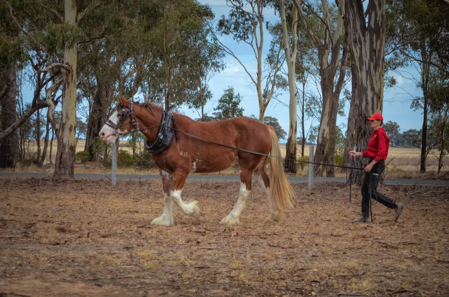 Moora Muster 2025