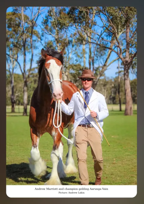 National Clydesdale & Heavy Horse Festival