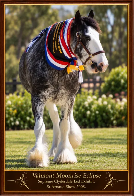 St Arnauds Show