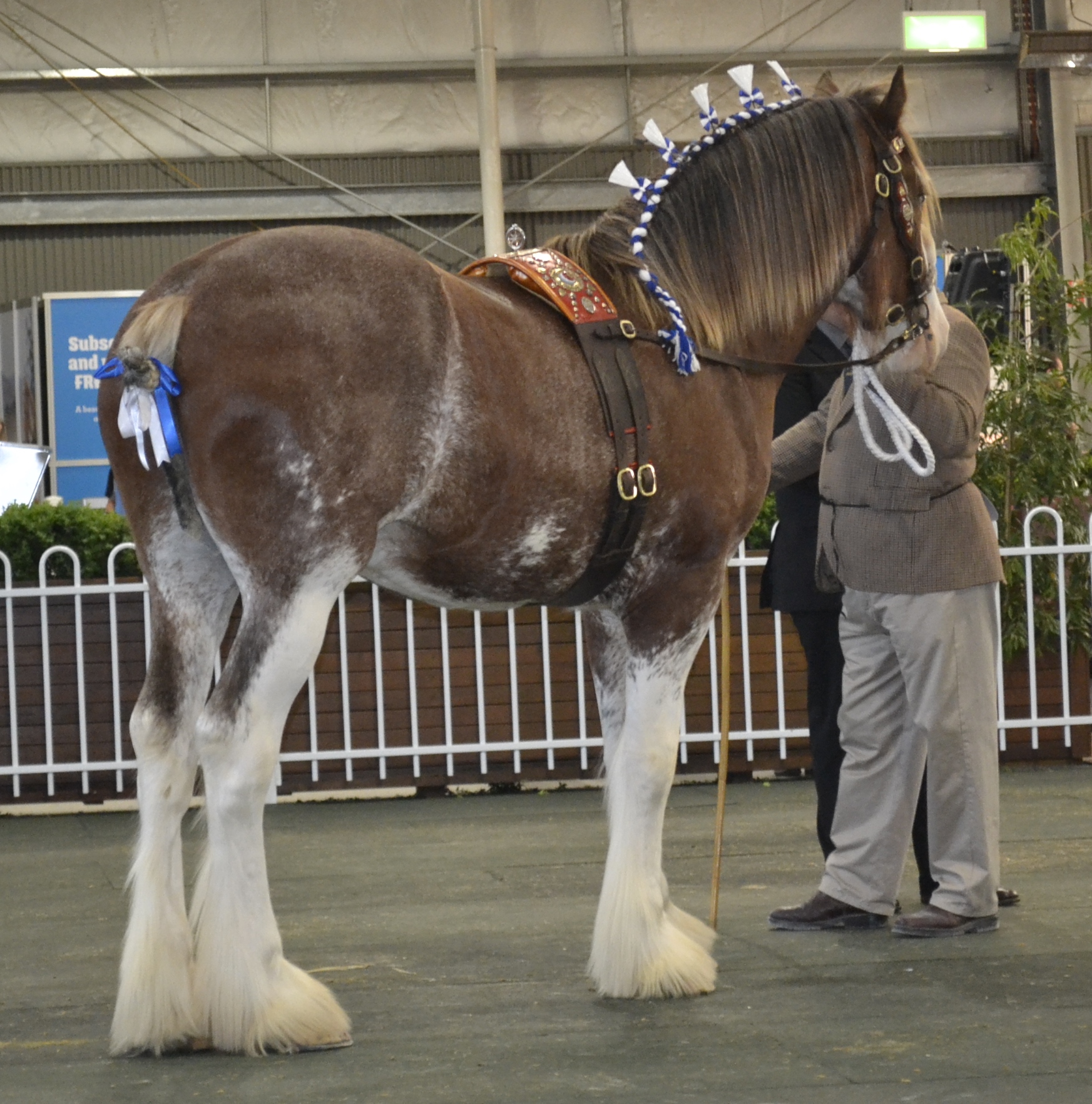2015 Meadow Lane Southern Cross                      R & J Galloway .jpeg