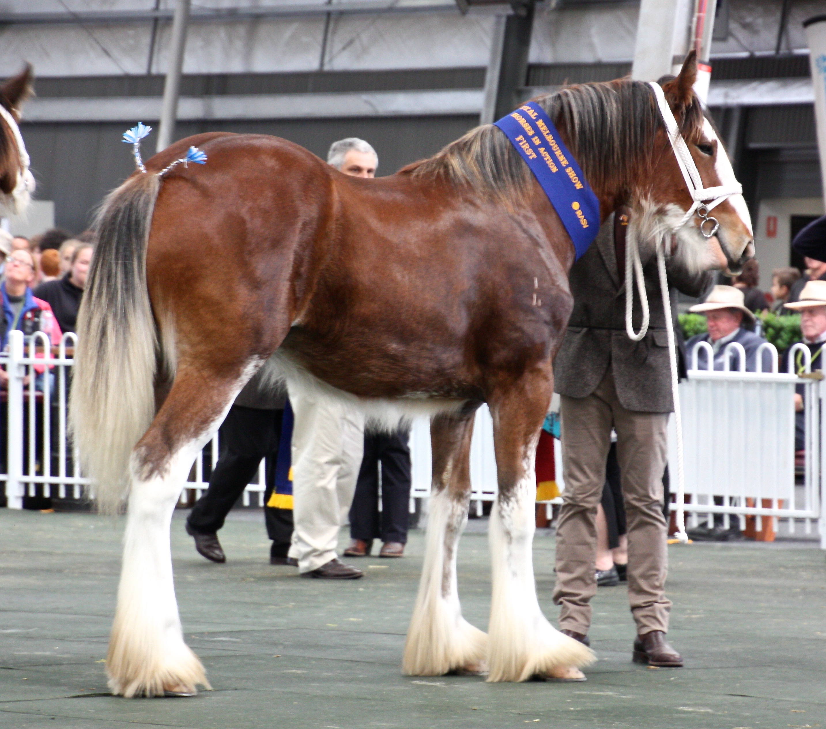 2015 Waverley Bailey                 Pat Arnold  .jpeg