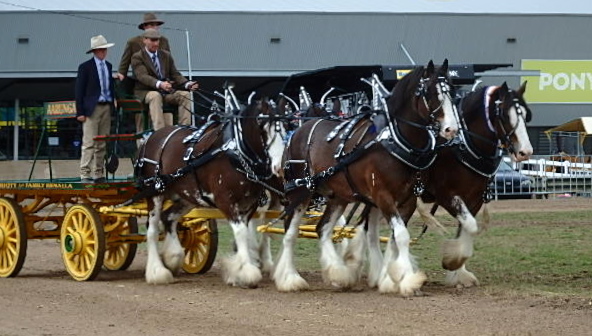 2016 Fours Pride Philip, Prince, Peta - Allan Marriott Trophy.jpeg