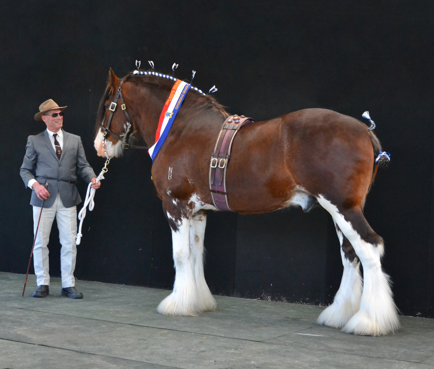 002 RMS 2016 Grand Champion and Ch Stallion Norbrook McAlisterNorm Brooks photo J Taylor