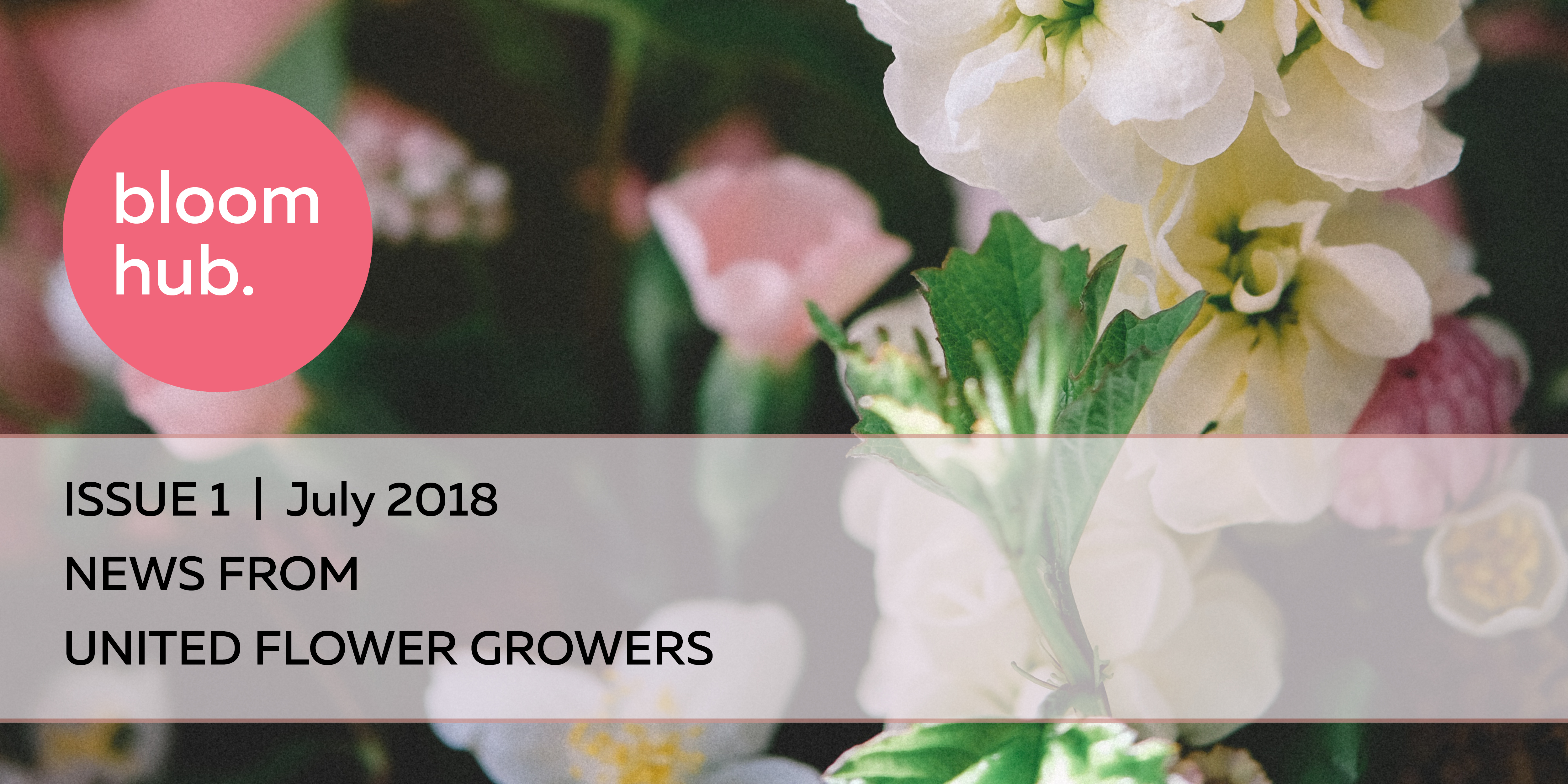 Bloom_Hub_July_2018__Banner_Tile