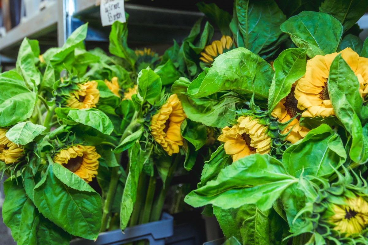 1107FlowersAuction0060