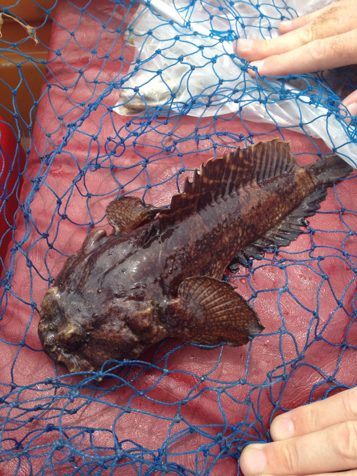 Pittwater croc & ugliest fish ever Fishing Reports Fishraider