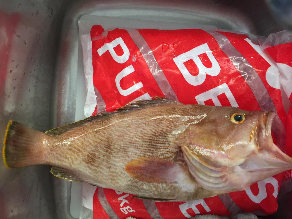 Fish I'd please (Maori rock cod) The Aquarium Fishraider