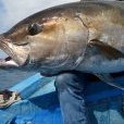 AMBERJACK