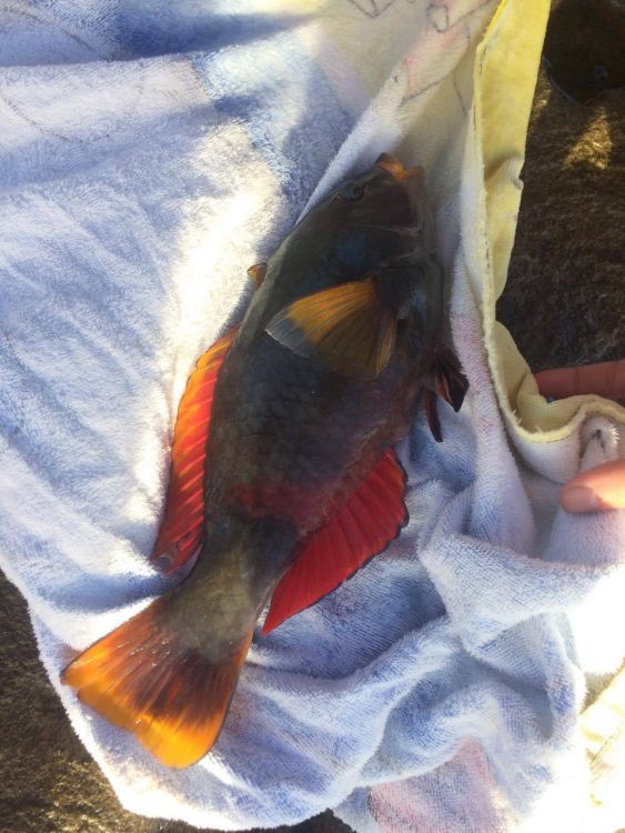 Parrotfish 1.jpg