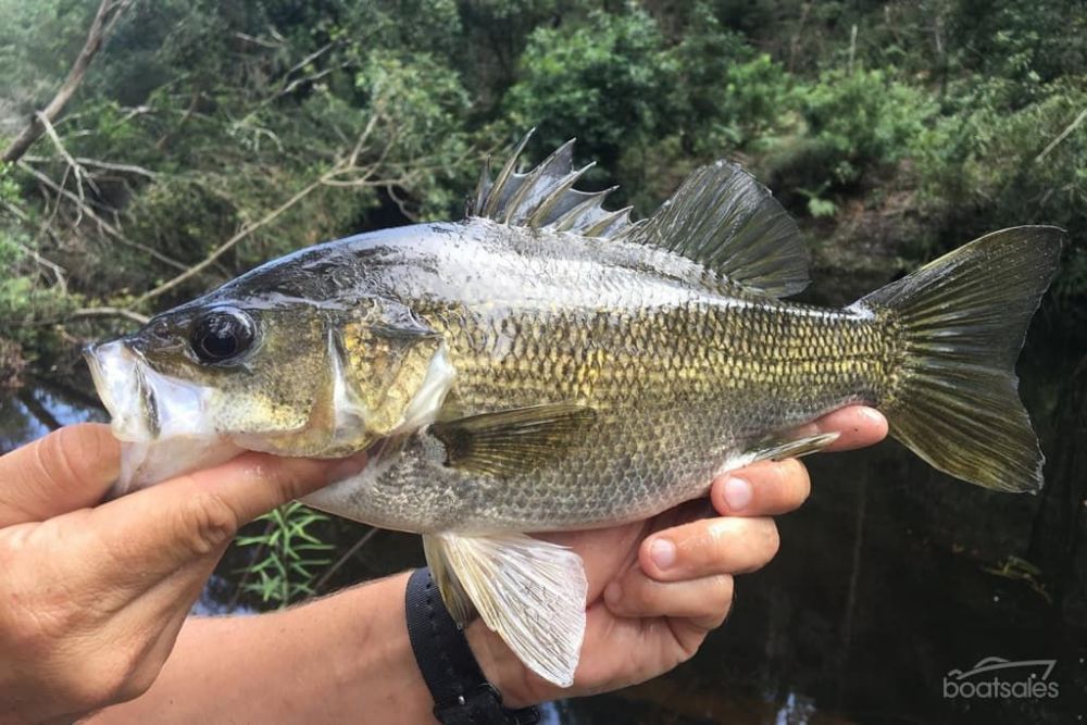 Bass v EP Freshwater Fishing Reports Fishraider