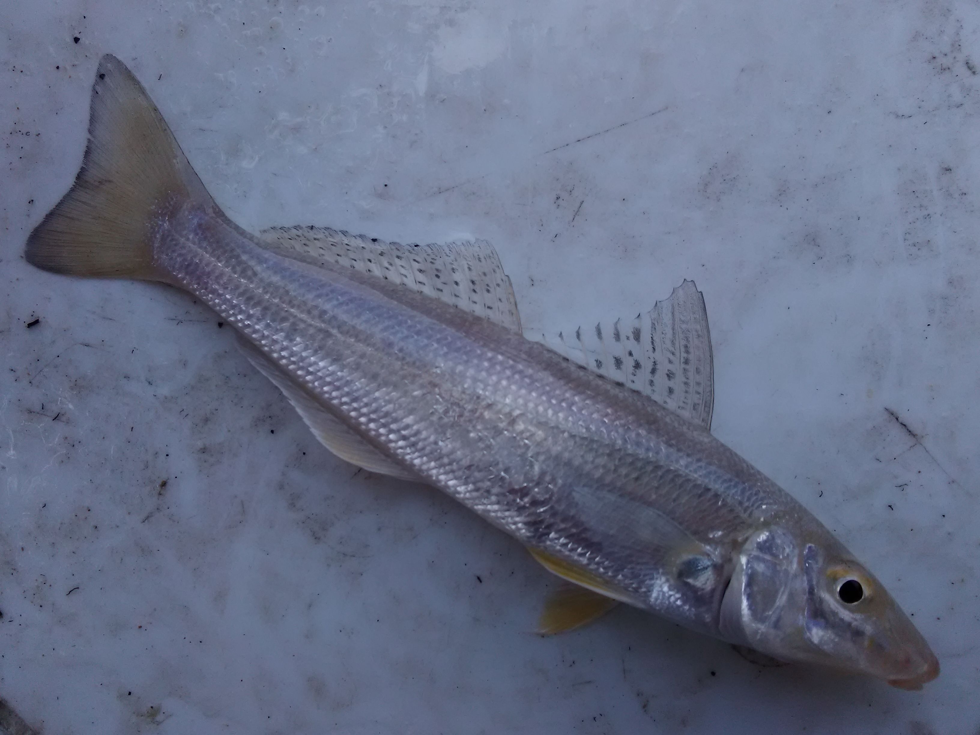 Jervis bay fish ID (Sand Whiting) The Aquarium Fishraider