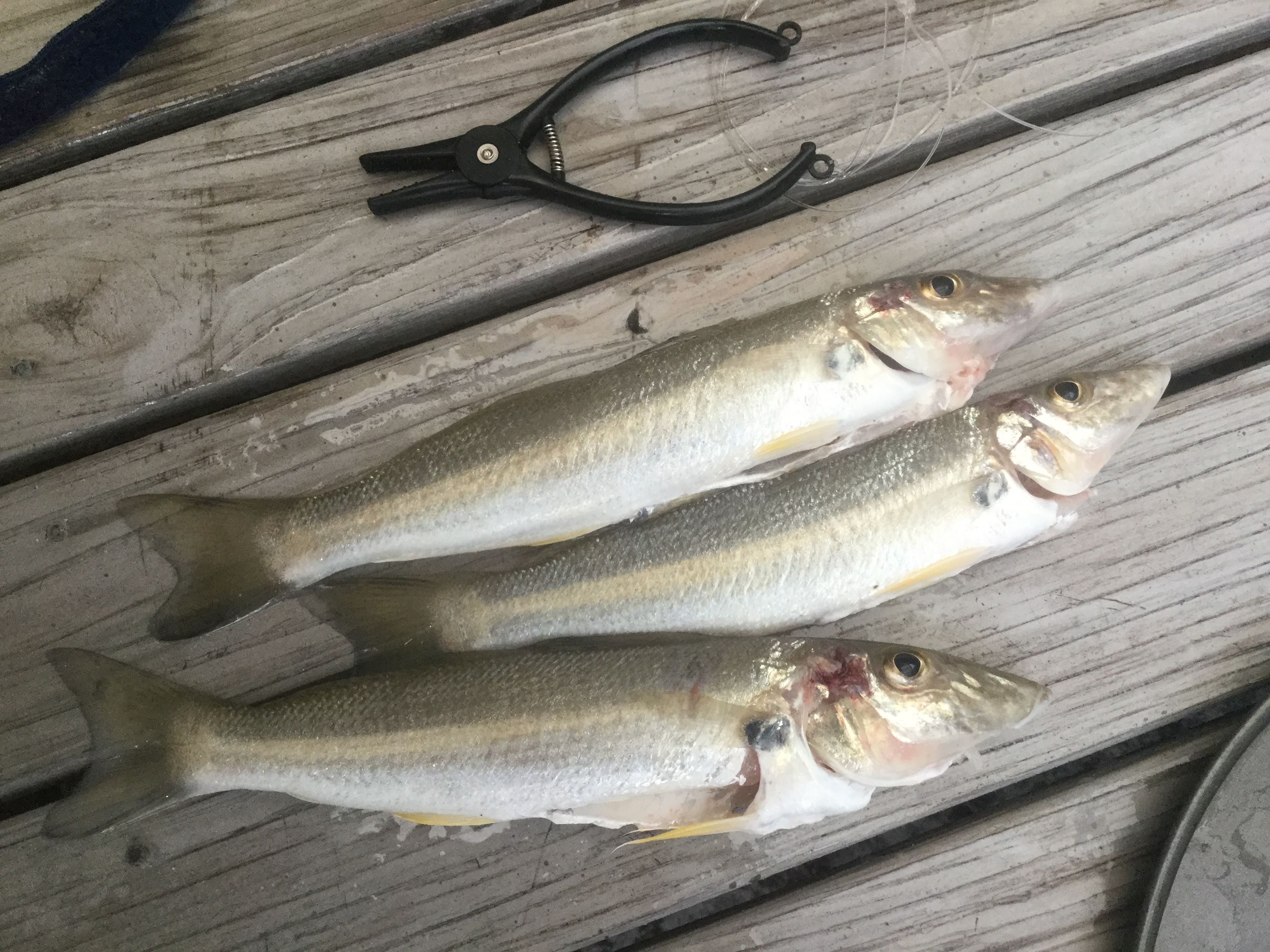 Boomerang Beach Fishing Reports Fishraider