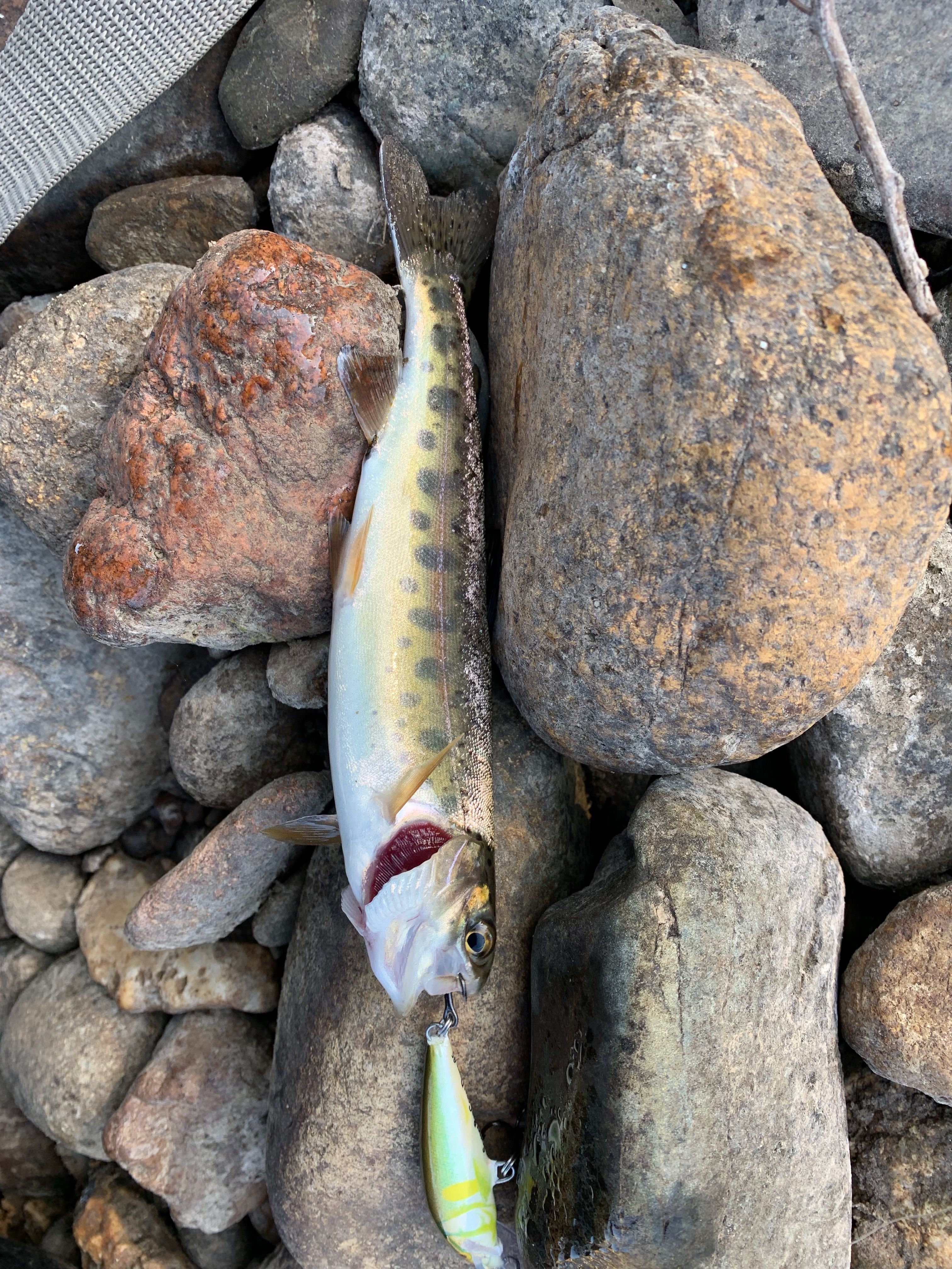Strange Tumut Trout Freshwater Fishing Reports Fishraider