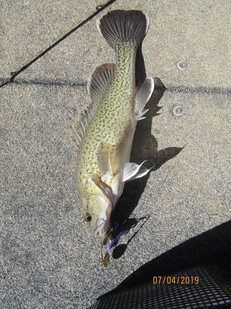 Murray Cod /Trout Cod hybrid... Freshwater Fishing Chat Fishraider